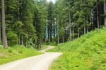 2014-07-05_Laengental-N-Hochweg (967). JPG